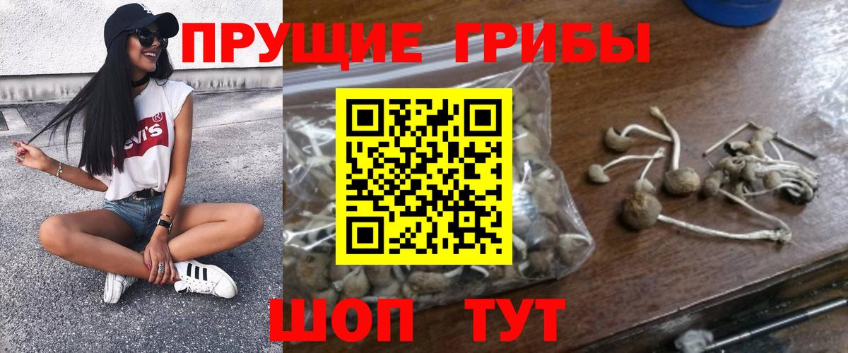 Галлюциногенные грибы Psilocybe Новороссийск